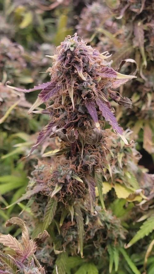 Banana bread auto & all gas og auto