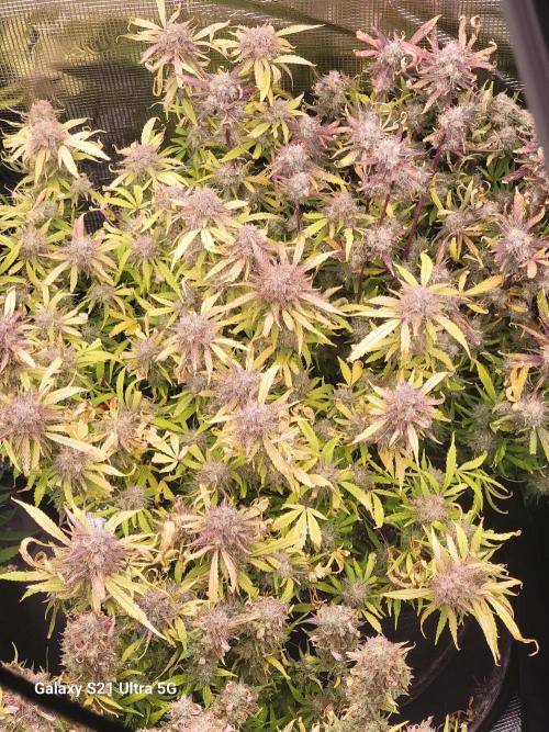 Banana bread auto & all gas og auto. Week 13