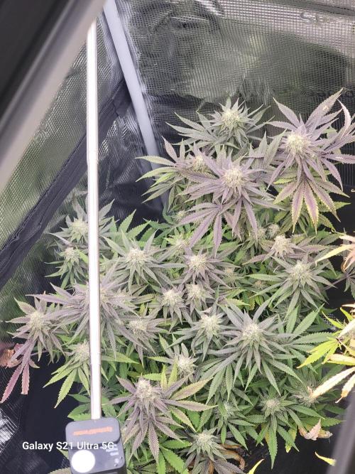 Banana bread auto & all gas og auto. Week 13