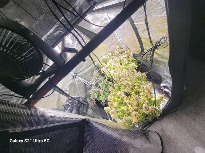 Banana bread auto & all gas og auto. Week 13