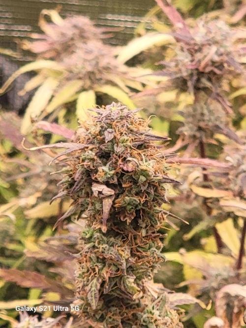 Banana bread auto & all gas og auto. Week 13