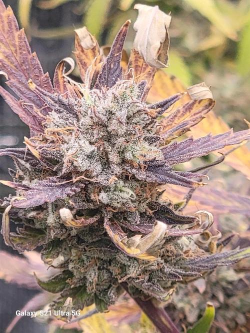 Banana bread auto & all gas og auto. Week 13