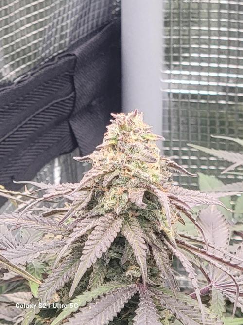 Banana bread auto & all gas og auto. Week 13