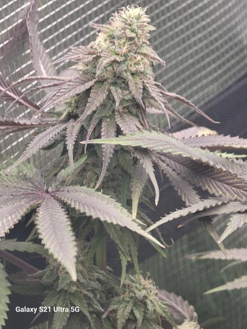 Banana bread auto & all gas og auto. Week 13