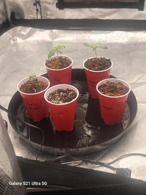 BlueberryCupcake,Donuts,GarlicBudder. Week 1