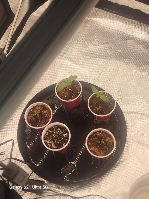 BlueberryCupcake,Donuts,GarlicBudder. Week 1