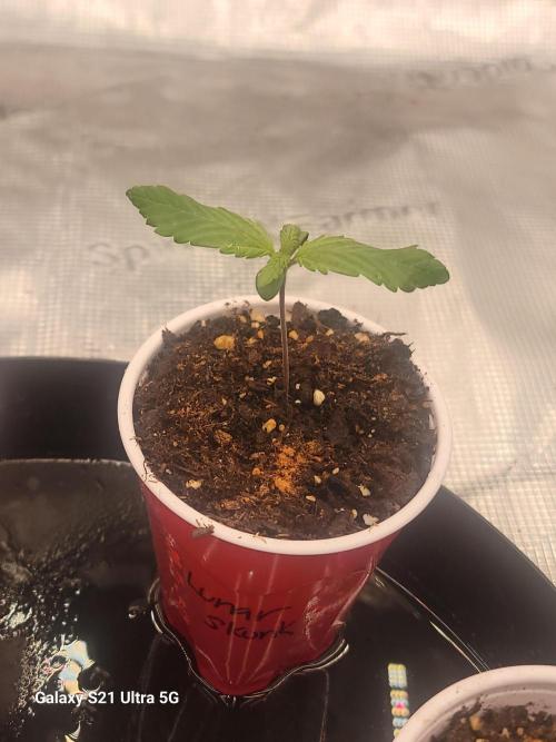 BlueberryCupcake,Donuts,GarlicBudder. Week 1