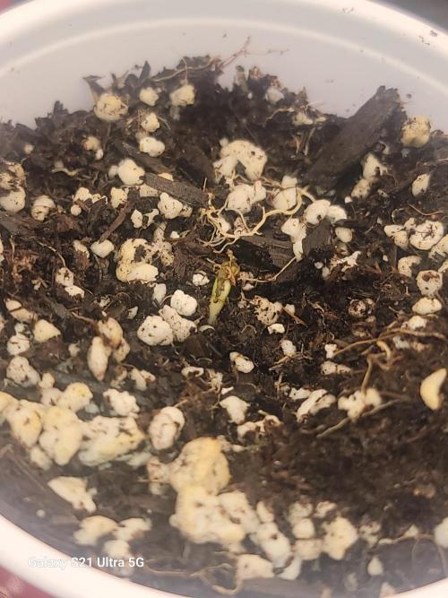 BlueberryCupcake,Donuts,GarlicBudder. Week 1