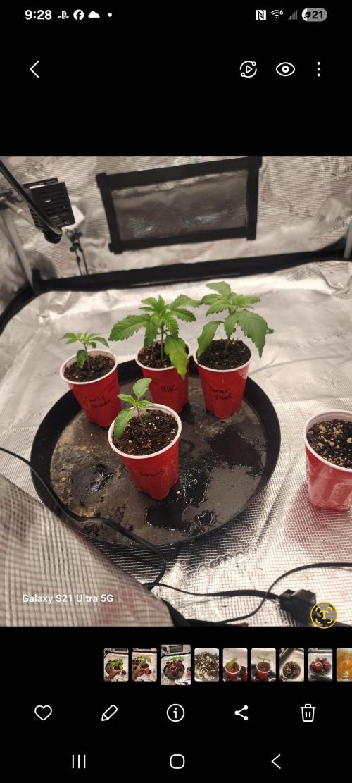 BlueberryCupcake,Donuts,GarlicBudder. Week 2