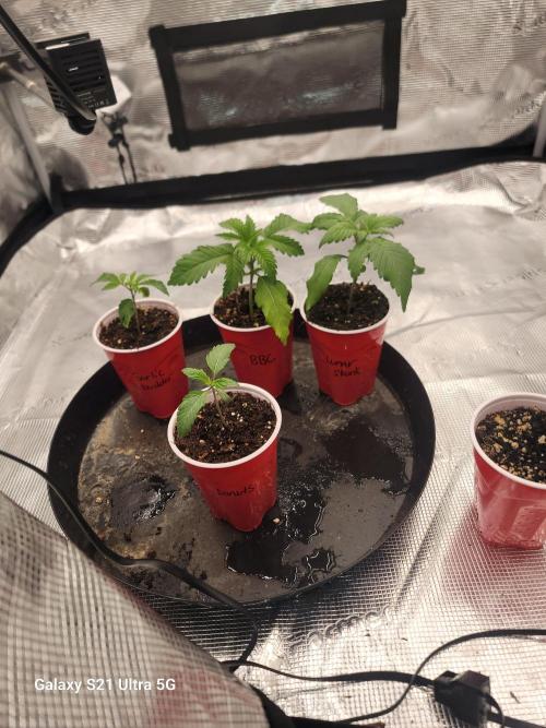 BlueberryCupcake,Donuts,GarlicBudder. Week 2