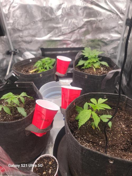 BlueberryCupcake,Donuts,GarlicBudder. Week 3