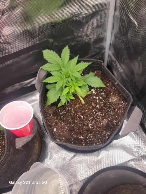 BlueberryCupcake,Donuts,GarlicBudder. Week 3