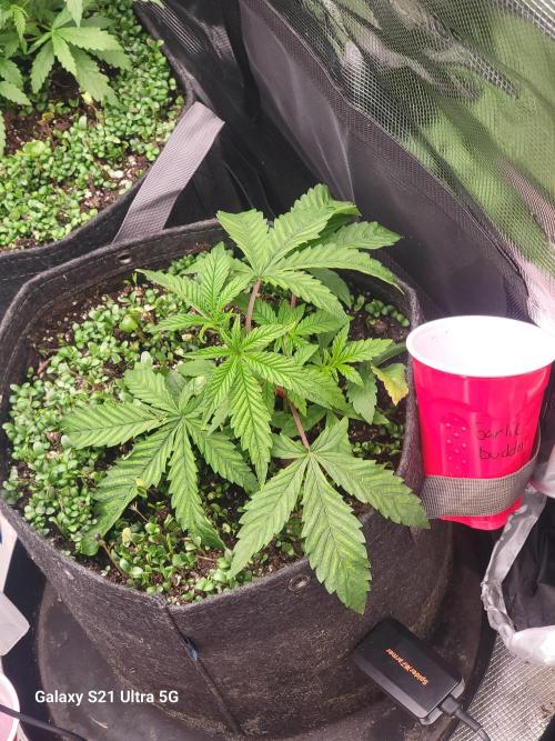 BlueberryCupcake,Donuts,GarlicBudder. Week 4