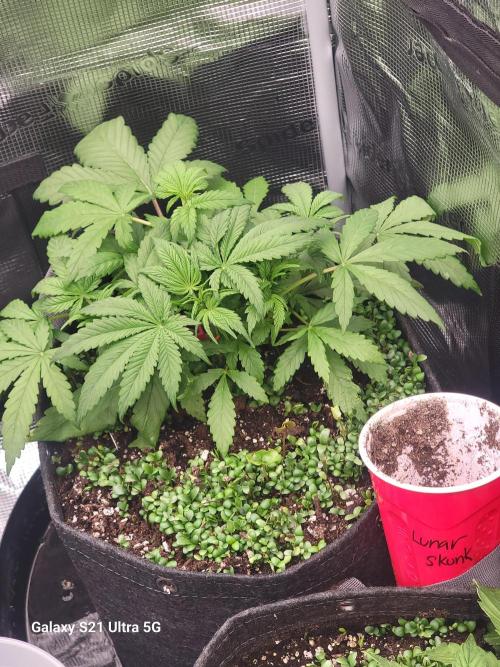 BlueberryCupcake,Donuts,GarlicBudder. Week 4