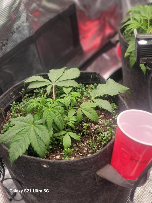 BlueberryCupcake,Donuts,GarlicBudder. Week 4