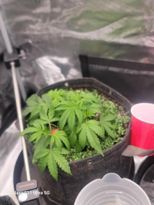 BlueberryCupcake,Donuts,GarlicBudder. Week 4