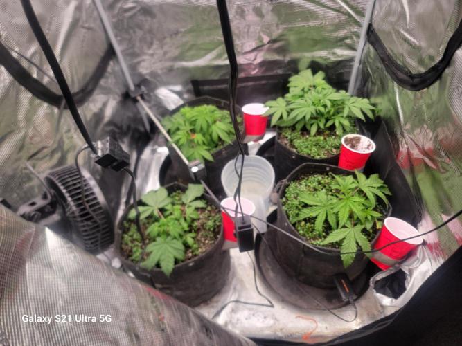 BlueberryCupcake,Donuts,GarlicBudder. Week 4