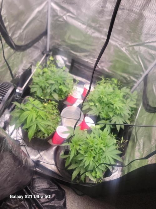 BlueberryCupcake,Donuts,GarlicBudder. Week 5