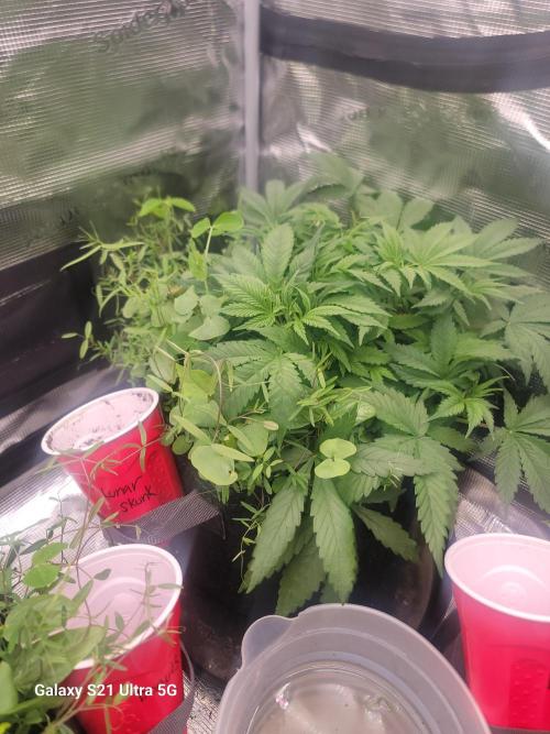 BlueberryCupcake,Donuts,GarlicBudder. Week 5