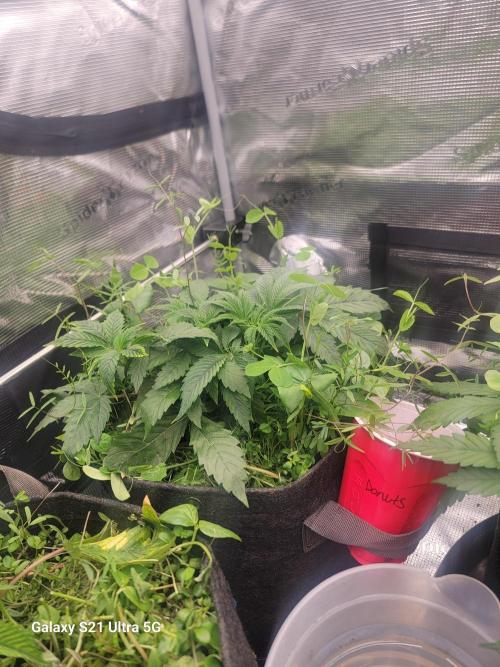BlueberryCupcake,Donuts,GarlicBudder. Week 5