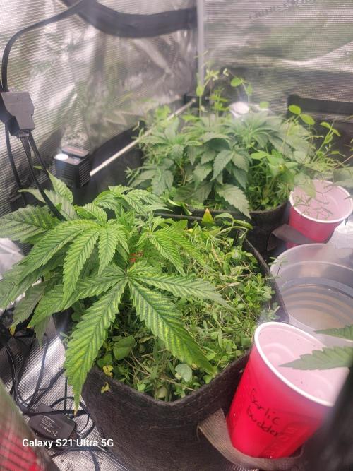 BlueberryCupcake,Donuts,GarlicBudder. Week 5