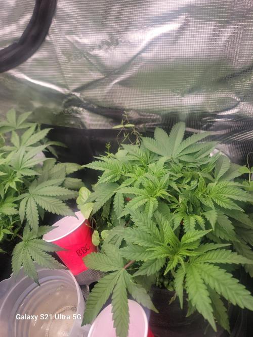 BlueberryCupcake,Donuts,GarlicBudder. Week 5