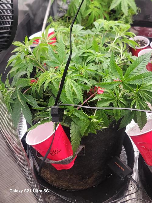 BlueberryCupcake,Donuts,GarlicBudder. Week 6