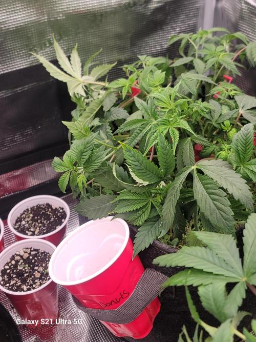 BlueberryCupcake,Donuts,GarlicBudder. Week 6