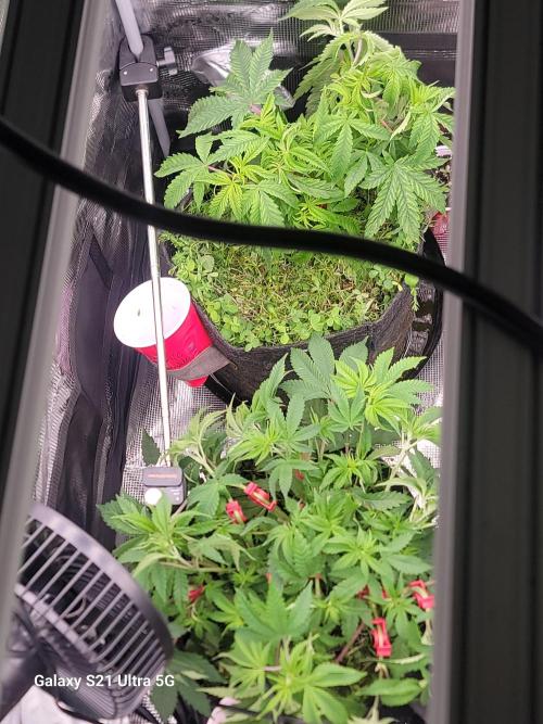 BlueberryCupcake,Donuts,GarlicBudder. Week 6