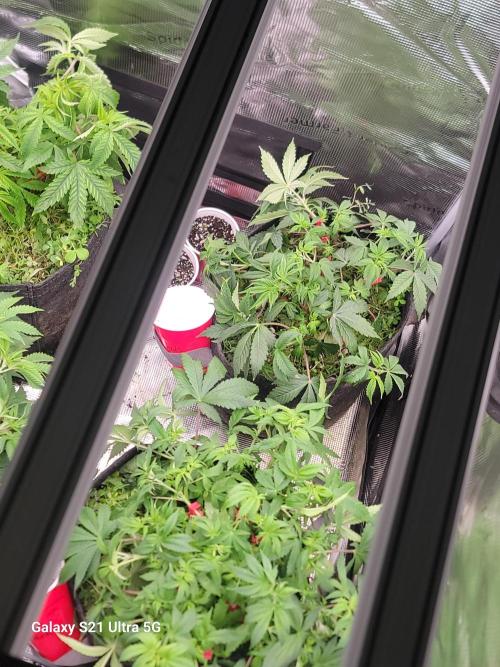 BlueberryCupcake,Donuts,GarlicBudder. Week 6