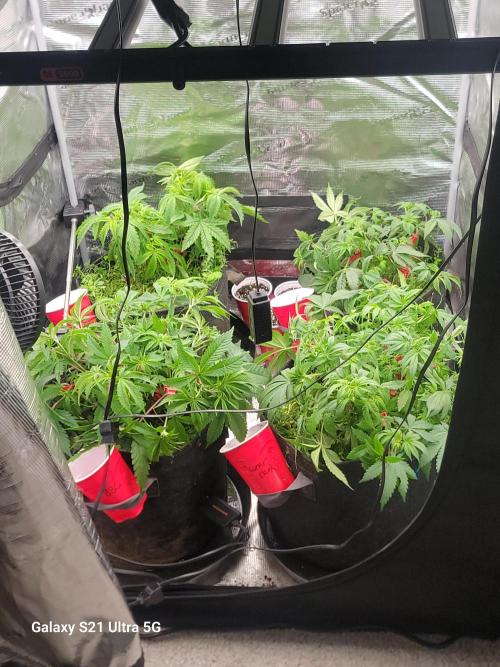BlueberryCupcake,Donuts,GarlicBudder. Week 7