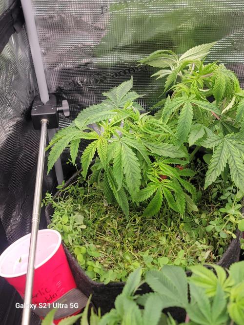 BlueberryCupcake,Donuts,GarlicBudder. Week 7
