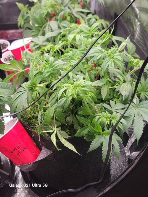 BlueberryCupcake,Donuts,GarlicBudder. Week 7
