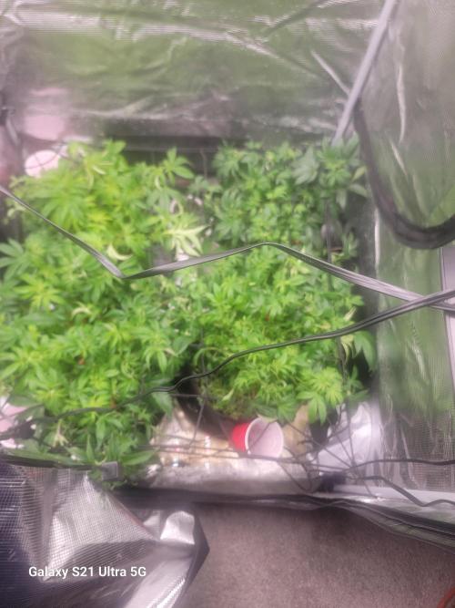 BlueberryCupcake,Donuts,GarlicBudder. Week 8