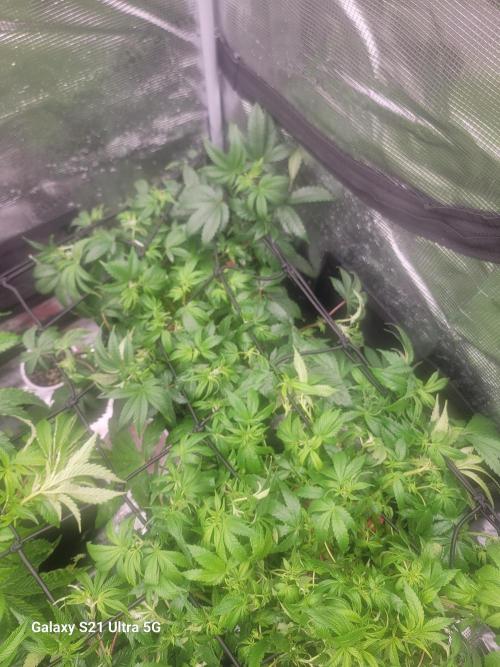 BlueberryCupcake,Donuts,GarlicBudder. Week 8
