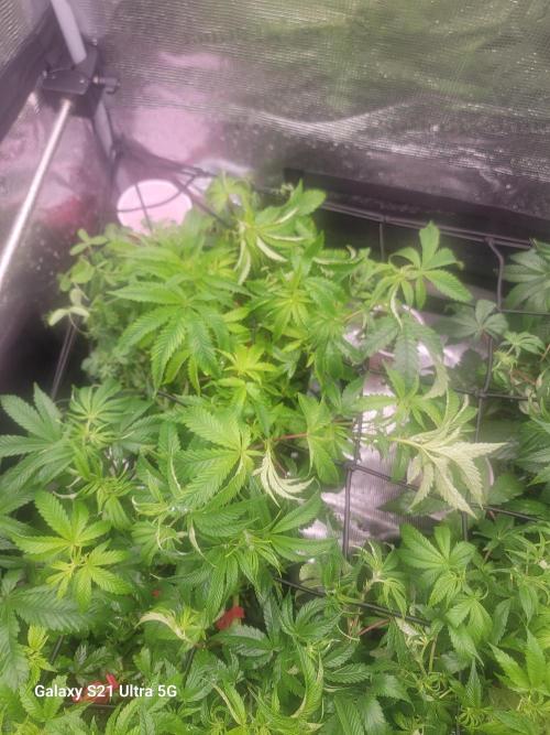 BlueberryCupcake,Donuts,GarlicBudder. Week 8
