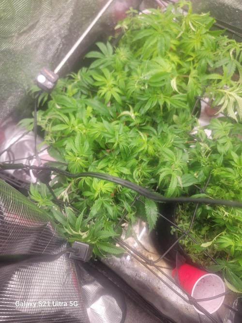 BlueberryCupcake,Donuts,GarlicBudder. Week 8