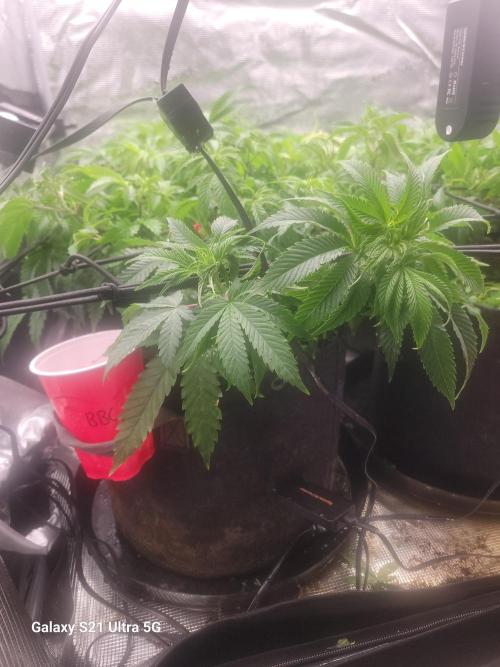 BlueberryCupcake,Donuts,GarlicBudder. Week 8
