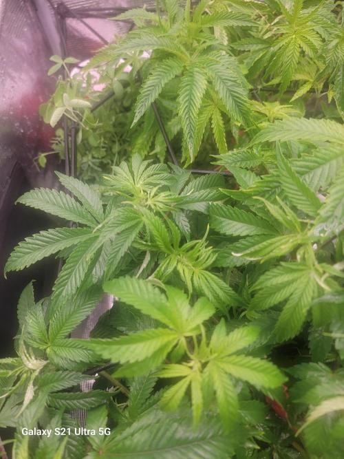 BlueberryCupcake,Donuts,GarlicBudder. Week 8