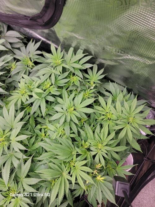 BlueberryCupcake,Donuts,GarlicBudder. Week 9