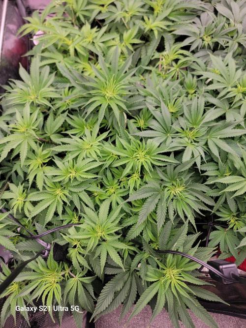 BlueberryCupcake,Donuts,GarlicBudder. Week 9