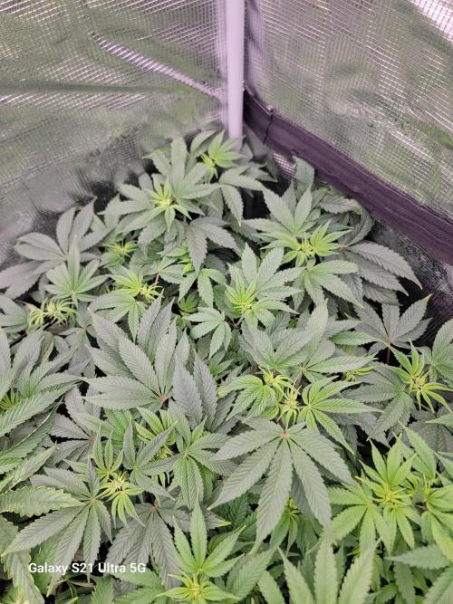 BlueberryCupcake,Donuts,GarlicBudder. Week 9