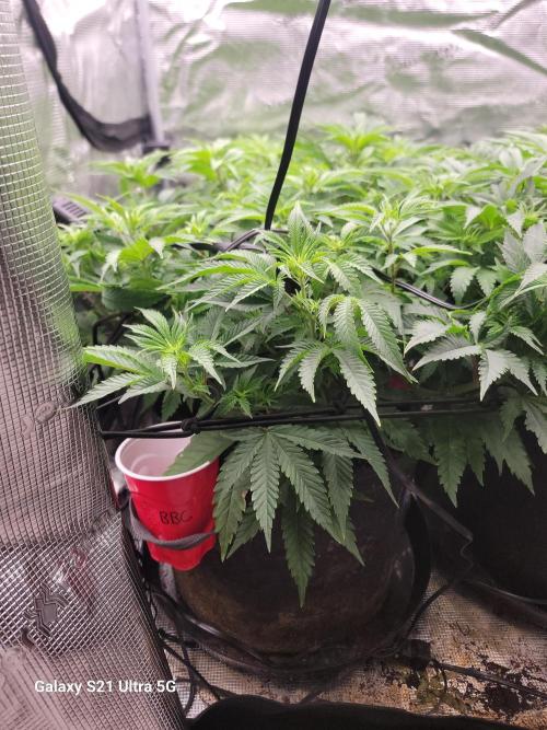 BlueberryCupcake,Donuts,GarlicBudder. Week 9