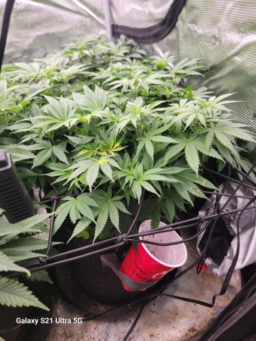 BlueberryCupcake,Donuts,GarlicBudder. Week 9