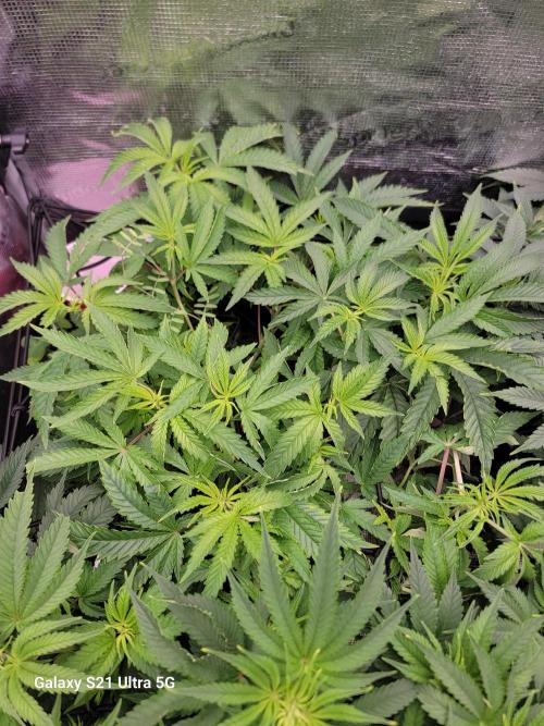 BlueberryCupcake,Donuts,GarlicBudder. Week 9