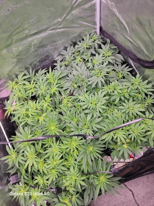 BlueberryCupcake,Donuts,GarlicBudder. Week 9