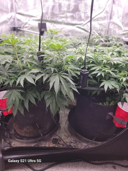 BlueberryCupcake,Donuts,GarlicBudder. Week 10