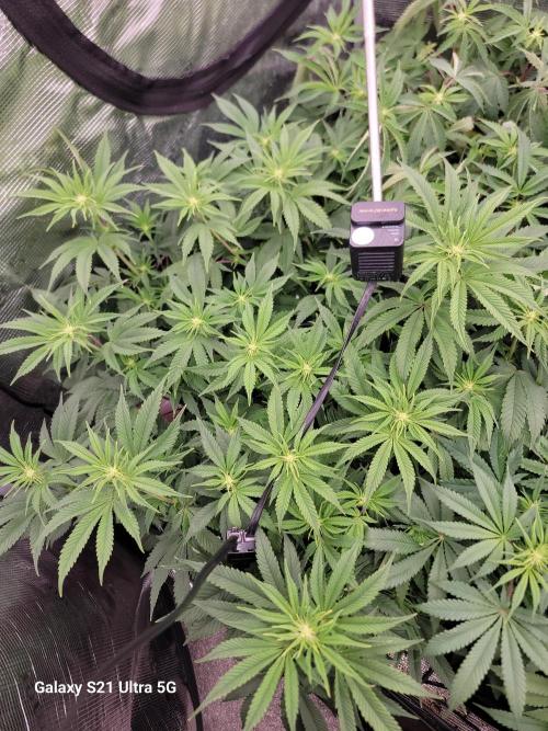 BlueberryCupcake,Donuts,GarlicBudder. Week 10