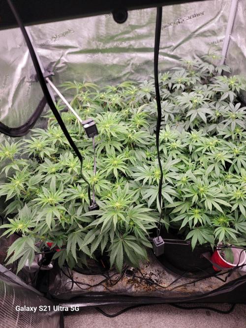 BlueberryCupcake,Donuts,GarlicBudder. Week 10
