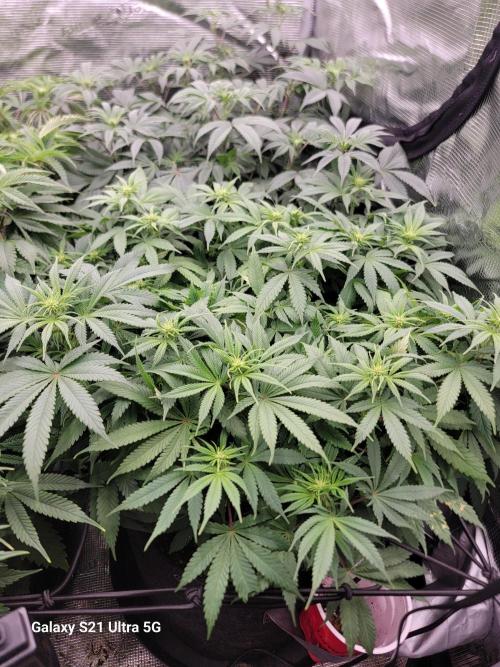 BlueberryCupcake,Donuts,GarlicBudder. Week 10